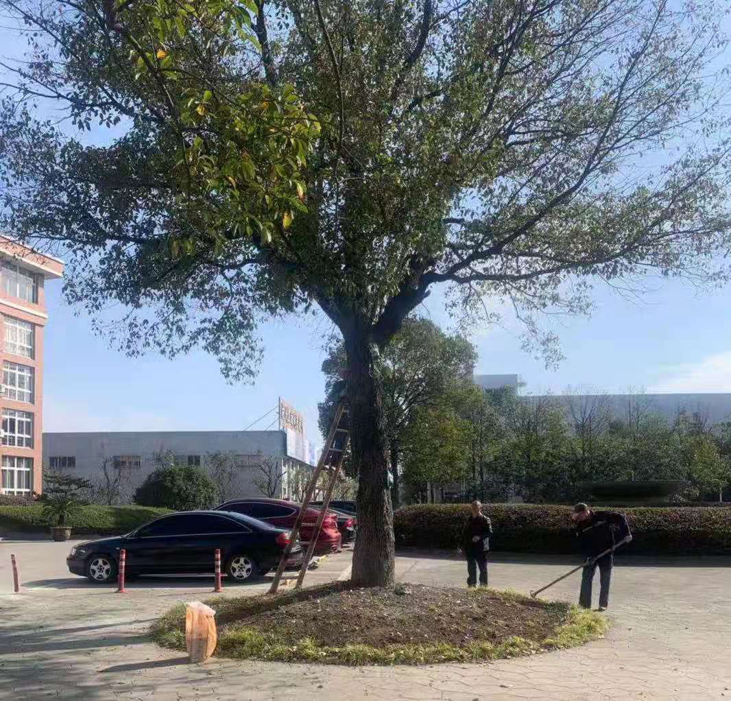 科學(xué)養(yǎng)護、美化環(huán)境